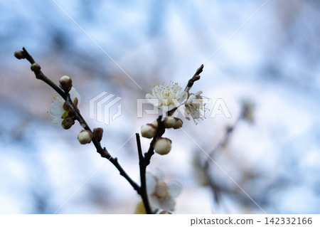 早春時節,梅花和花苞開始綻放,背景柔和模糊。 早春時節,梅花和花苞開始綻放,背景柔和模糊。 142332166
