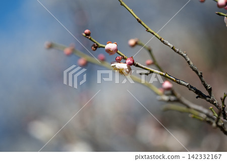 早春時節,梅花和花苞開始綻放,背景柔和模糊。 早春時節,梅花和花苞開始綻放,背景柔和模糊。 142332167