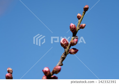 湛藍的天空下,梅花開始綻放。 湛藍的天空下,梅花開始綻放。 142332391
