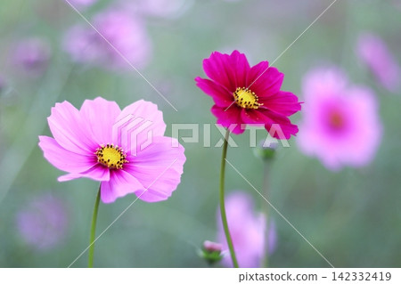 與波斯菊花的風景 與波斯菊花的風景 142332419