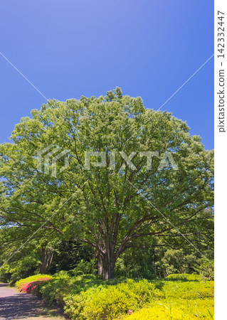 Looking up, I see the sky and trees, and the fresh green leaves. Looking up, I see the sky and trees, and the fresh green leaves. 142332447