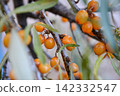 Green branch with bright ripe orange sea buckthorn berries gently swaying in wind. Sea Buckthorn berries on a branch with torns - Shallow depth of field. High quality photo 142332547