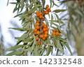 Green branch with bright ripe orange sea buckthorn berries gently swaying in wind. Sea Buckthorn berries on a branch with torns - Shallow depth of field. High quality photo 142332548