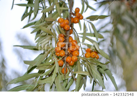 Green branch with bright ripe orange sea buckthorn berries gently swaying in wind. Sea Buckthorn berries on a branch with torns - Shallow depth of field. High quality photo Green branch with bright ripe orange sea buckthorn berries gently swaying in wind. Sea Buckthorn berries on a branch with torns - Shallow depth of field. High quality photo 142332548