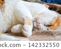 Red cat with white spots sleepy. The close up view of relax red cat. Cat paw close up. Domestic pet resting. Soft cat's foot. High quality photo 142332550