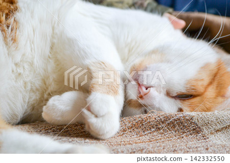 Red cat with white spots sleepy. The close up view of relax red cat. Cat paw close up. Domestic pet resting. Soft cat's foot. High quality photo Red cat with white spots sleepy. The close up view of relax red cat. Cat paw close up. Domestic pet resting. Soft cat's foot. High quality photo 142332550