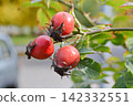 Rosehips, rosa canina, dog-rose with ripened fresh red fruits against blue sky. High quality photo 142332551
