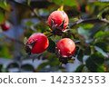 Rosehips, rosa canina, dog-rose with ripened fresh red fruits against blue sky. Sweetbriar Rose. Rosa rubiginosa Hips. . High quality photo 142332553