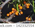 Green branch with bright ripe orange sea buckthorn berries gently swaying in wind. Sea Buckthorn berries on a branch with torns - Shallow depth of field. High quality photo 142332554