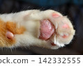 Cat paw close up. Domestic pet resting. Soft cat's foot. High quality photo 142332555