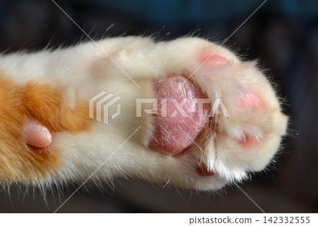 Cat paw close up. Domestic pet resting. Soft cat's foot. High quality photo Cat paw close up. Domestic pet resting. Soft cat's foot. High quality photo 142332555