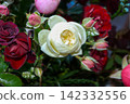 A pink rose in full bloom. Beautiul pink flower in the garden. High quality photo 142332556
