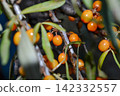 Green branch with bright ripe orange sea buckthorn berries gently swaying in wind. Sea Buckthorn berries on a branch with torns - Shallow depth of field. High quality photo 142332557