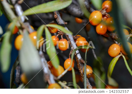 Green branch with bright ripe orange sea buckthorn berries gently swaying in wind. Sea Buckthorn berries on a branch with torns - Shallow depth of field. High quality photo Green branch with bright ripe orange sea buckthorn berries gently swaying in wind. Sea Buckthorn berries on a branch with torns - Shallow depth of field. High quality photo 142332557