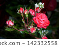 A pink rose in full bloom. Beautiul pink flower in the garden. High quality photo 142332558
