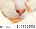 Pink nose of a white cat close up. Cute Pet Cat Macro. High quality photo 142332559