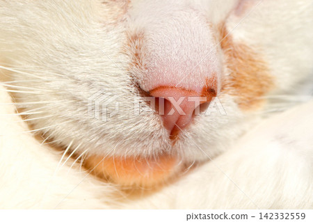 Pink nose of a white cat close up. Cute Pet Cat Macro. High quality photo Pink nose of a white cat close up. Cute Pet Cat Macro. High quality photo 142332559
