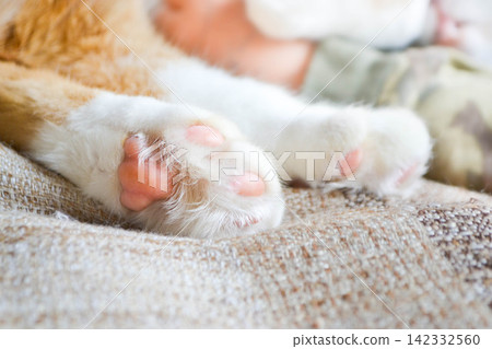 Cat paw close up. Domestic pet resting. Soft cat's foot. High quality photo Cat paw close up. Domestic pet resting. Soft cat's foot. High quality photo 142332560