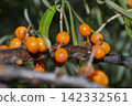 Green branch with bright ripe orange sea buckthorn berries gently swaying in wind. Sea Buckthorn berries on a branch with torns - Shallow depth of field. High quality photo 142332561
