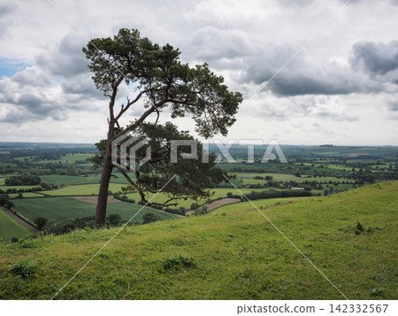 Martinsell Hill lone line tree overlooking Vale of Pewsey, Wiltshire Martinsell Hill lone line tree overlooking Vale of Pewsey, Wiltshire 142332567