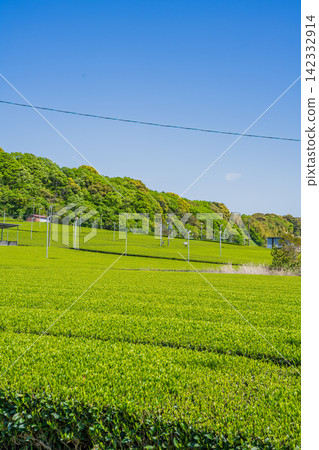 袋井市(靜岡縣)三河茶園的風景 袋井市(靜岡縣)三河茶園的風景 142332914