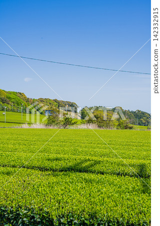 袋井市(靜岡縣)三河茶園的風景 袋井市(靜岡縣)三河茶園的風景 142332915