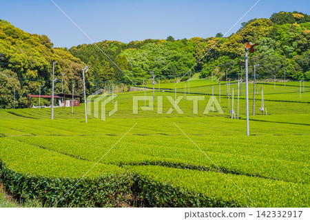袋井市(靜岡縣)三河茶園的風景 袋井市(靜岡縣)三河茶園的風景 142332917
