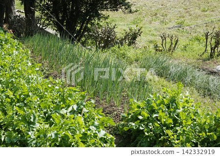 March: A joyful home garden awaits the harvest of radishes and leeks. March: A joyful home garden awaits the harvest of radishes and leeks. 142332919
