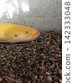 白化鯰魚 142333048