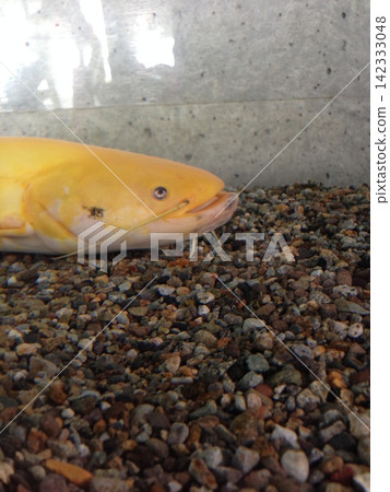 白化鯰魚 白化鯰魚 142333048