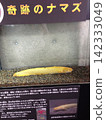 奇蹟鯰魚 142333049