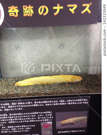 奇蹟鯰魚 奇蹟鯰魚 142333049