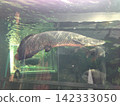 巨型游泳巨骨舌魚 142333050