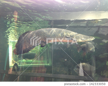 巨型游泳巨骨舌魚 巨型游泳巨骨舌魚 142333050