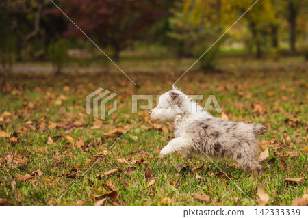 Blue-Eyed Merle Puppy Running Through Autumn Woodland 142333339