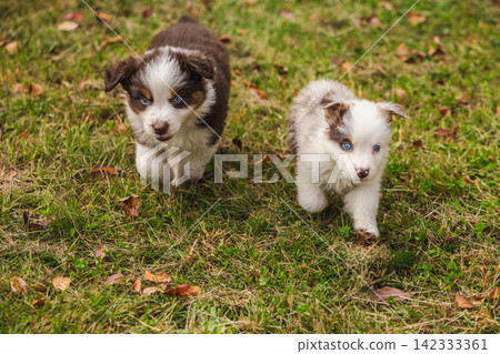 Two Fluffy Puppies Walking Toward Camera Through Autumn Grass 142333361
