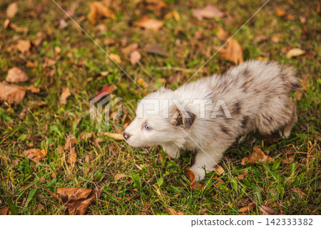 Fluffy Merle Havanese Puppy Walking Through Autumn Grass Fluffy Merle Havanese Puppy Walking Through Autumn Grass 142333382