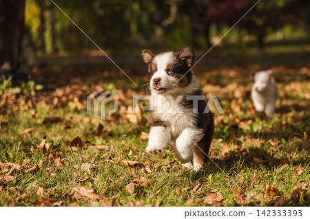 Two Fluffy Puppies Running Through Sunlit Autumn Grass Two Fluffy Puppies Running Through Sunlit Autumn Grass 142333393