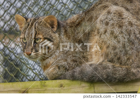 在動物園拍攝的馬島豹貓的特寫。 在動物園拍攝的馬島豹貓的特寫。 142333547