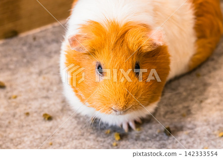 Close-up of a guinea pig (cavy) photographed at a zoo. Close-up of a guinea pig (cavy) photographed at a zoo. 142333554