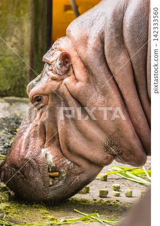 A close-up of a hippopotamus photographed at a zoo. A close-up of a hippopotamus photographed at a zoo. 142333560
