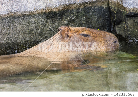 Close-up of a capybara (Giant Guinea Pig) taken at a zoo. Close-up of a capybara (Giant Guinea Pig) taken at a zoo. 142333562