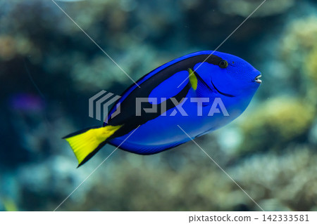 在水族館拍攝的藍吊魚特寫照片。 在水族館拍攝的藍吊魚特寫照片。 142333581