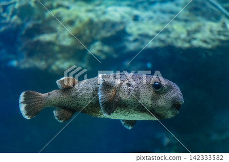 在水族館拍攝的河豚特寫照片。 在水族館拍攝的河豚特寫照片。 142333582