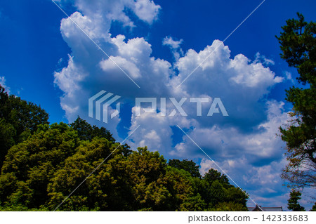 [Kyoto Scenery] Summer at Shokokuji Temple, a place of faith and history, with large clouds spreading across the sky. 142333683