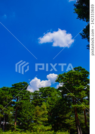 [Kyoto Scenery] Summer at Shokokuji Temple, a place of faith and history, with large clouds spreading across the sky. 142333689