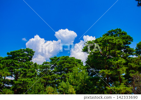 [Kyoto Scenery] Summer at Shokokuji Temple, a place of faith and history, with large clouds spreading across the sky. 142333690