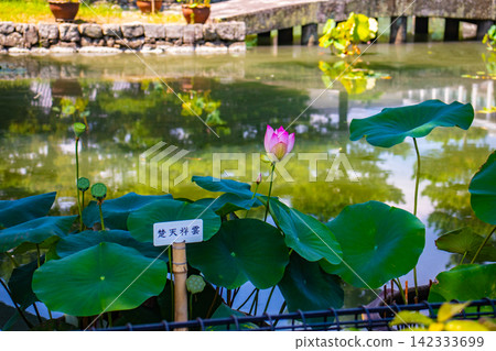 [Kyoto Scenery] Summer at Shokokuji Temple, a place of faith and history, with large clouds spreading across the sky. 142333699