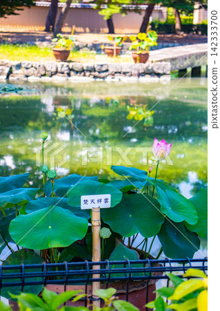 [Kyoto Scenery] Summer at Shokokuji Temple, a place of faith and history, with large clouds spreading across the sky. 142333700