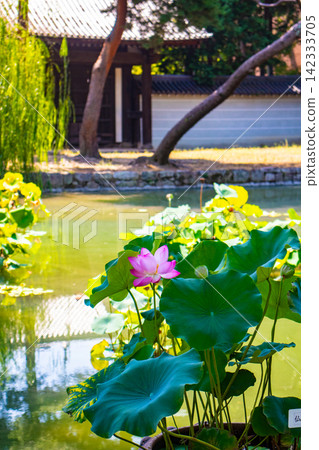 [Kyoto Scenery] Summer at Shokokuji Temple, a place of faith and history, with large clouds spreading across the sky. 142333705